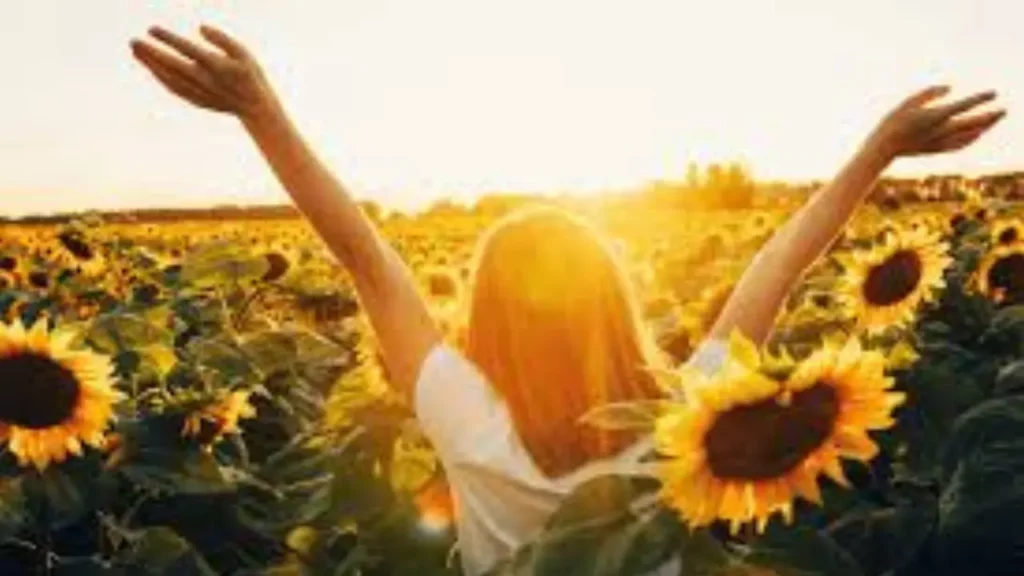 Where Is the Sunflower Festival Held?