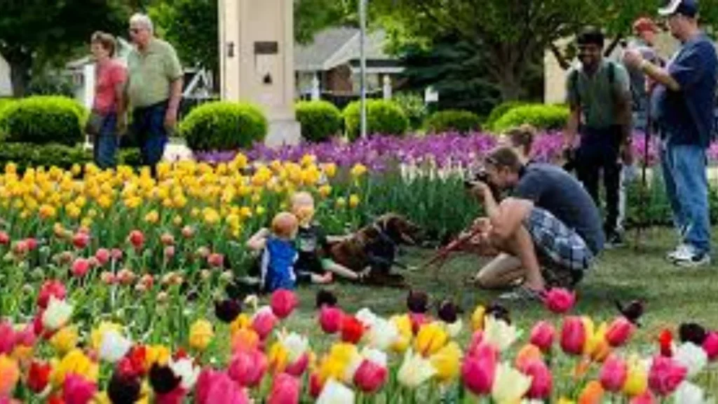 The Motive Behind the Orange City Tulip Festival