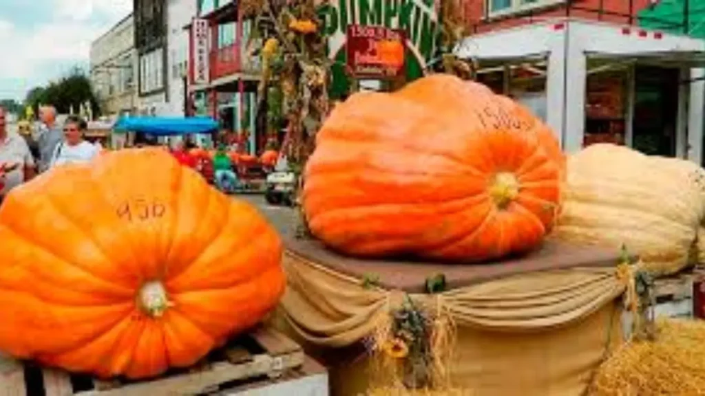 What Type of Barnesville Pumpkin Festival  It Is
