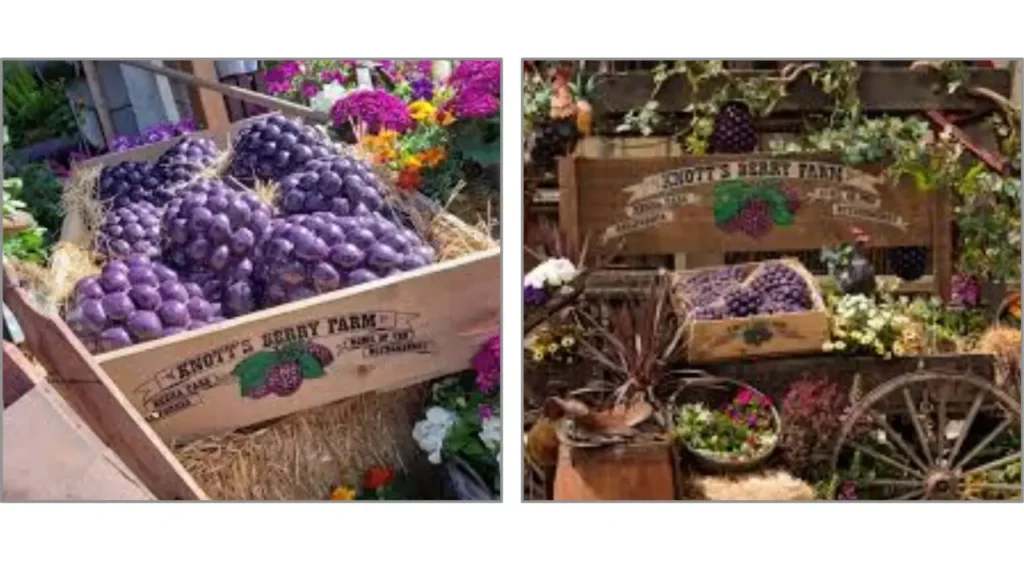 What Type of Festival Is the Boysenberry Festival
